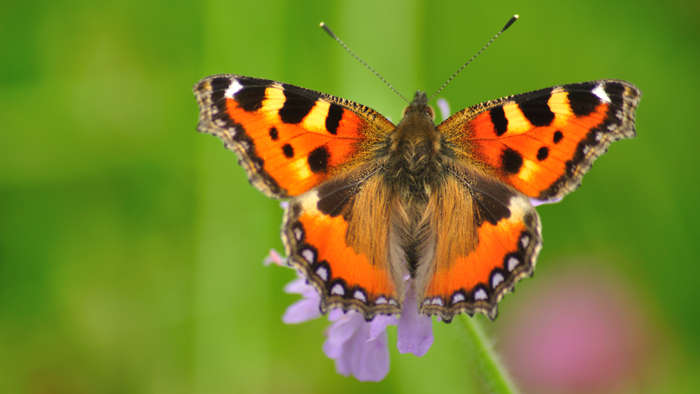 Appel à projets biodiversité