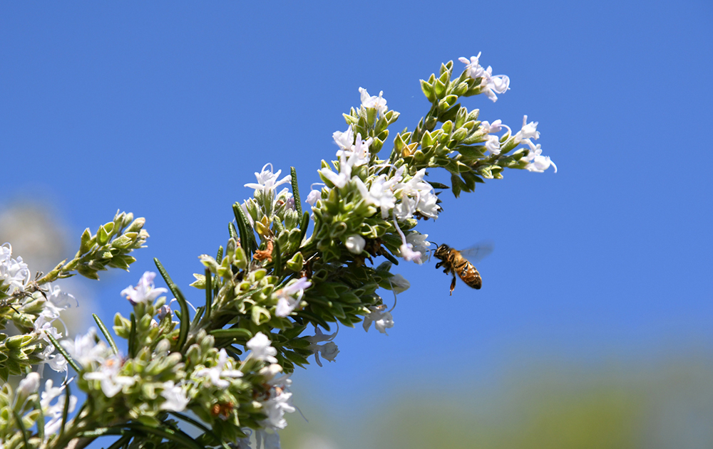 Une vue d’un espace végétalisé avec des fleurs « sauvages »