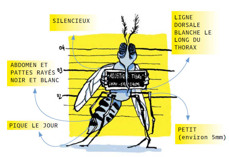 Schéma du moustique tigre