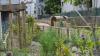 Jardin Schwartz fleuri